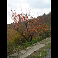 Kaki (01)